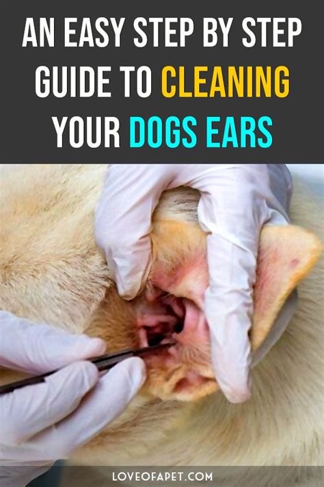 How To Clean Dogs Ears At Home 5 Steps Love Of A Pet Cleaning