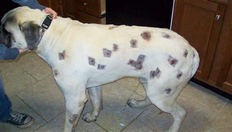 Owner Thinks Dogs Covered In Bug Bites But Vet Calls The Police Upon