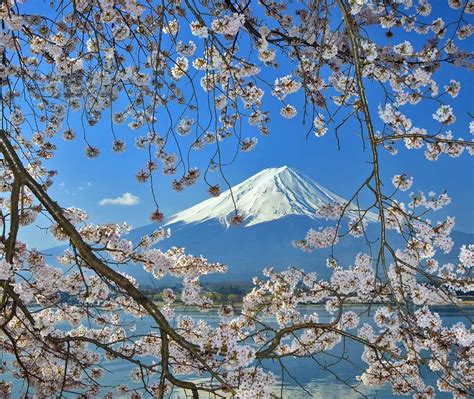 Sakura With Fuji Bing Wallpaper Download