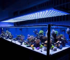  Aquarium Decoration Ideas Modern Pet Room Ideas : Modern Pet Room