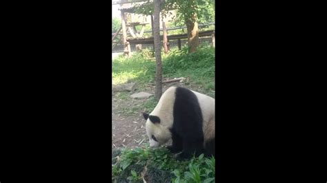 Giant Panda Poo Poo Youtube