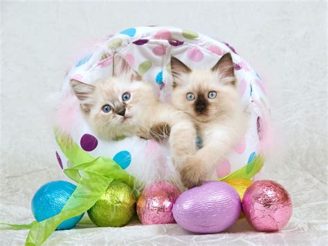 25 Cats And Kittens Who Are Ready For Easter Pictures Cattime