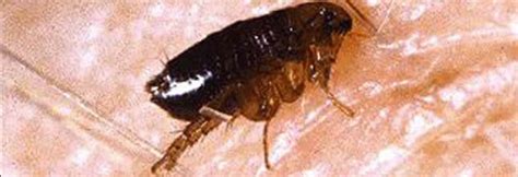 Best Fleas Control Services In Sydney Urban Pests Specialists
