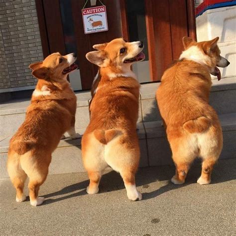 Were Having A Who Has The Best Corgi Butt Contestwho Wins