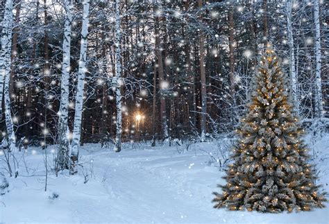Kate Winter Forest With Snow And Christmas Tree For