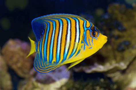 17 Most Popular Freshwater Fish Beautiful Fish Fish Freshwater