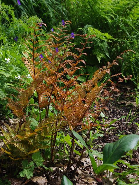 Dryopteris Erythrosora Beth Chattos Plants And Gardens