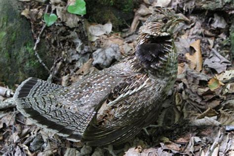 Ruffed Grouse Eggs Hatching Grouse Hatch Eggs