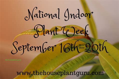 Did You Know There Is A Week Dedicated To Indoor Plants