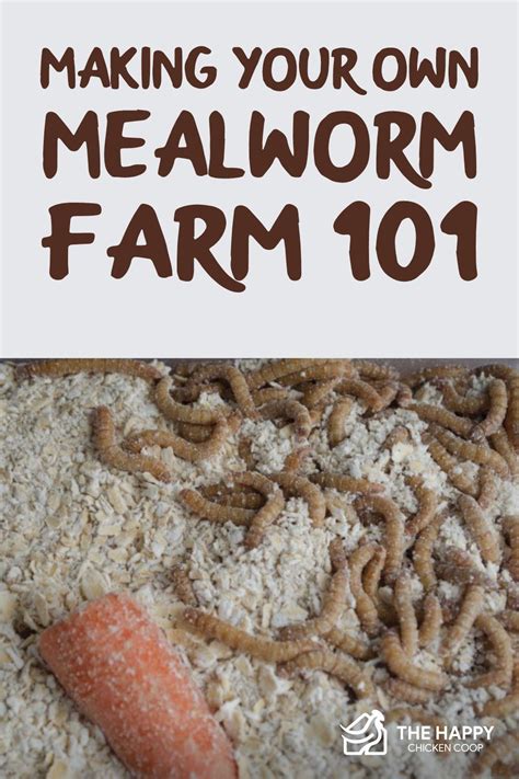 Making Your Personal Mealworm Farm 101 Nimaspark