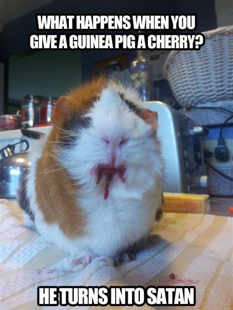 When You Give A Guinea Pig A Cherry FanPhobia Celebrities Database
