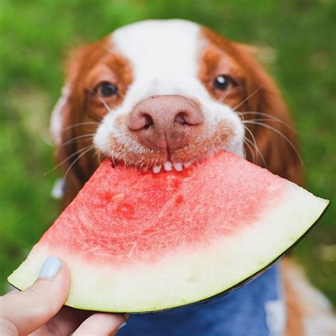 12 Fruits And Veggies That Your Pup Will Go Bananas For
