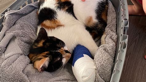 Fundraiser By Lila Wong Coombes Please Help My Kitten Broken Arm
