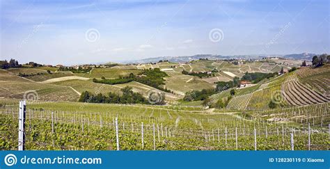 Aerial View Of The Vineyards Of Langhe Piedmont Stock Image Image