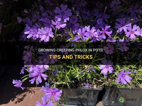 Growing Creeping Phlox In Pots Tips And Tricks Shuncy