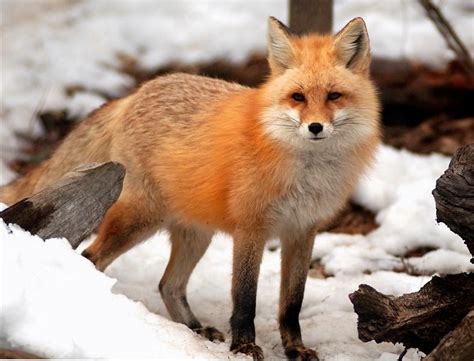 Fox Animal Wildlife