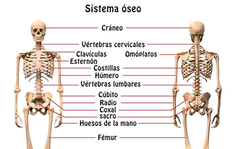 The Bones Of The Human Body Los Huesos Del Cuerpo Humano Nombres En