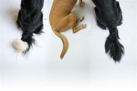 Lump On Dog Tail Deals Discounted Save 51 Jlcatjgobmx