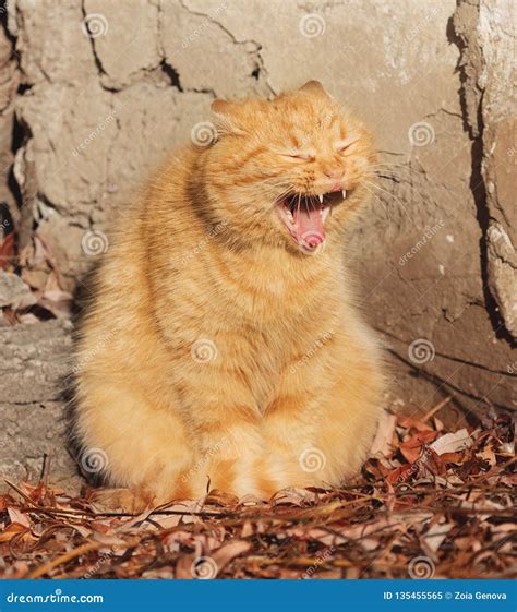 Cat Smiling Cat With Funny Face Stock Image Image Of Adorable