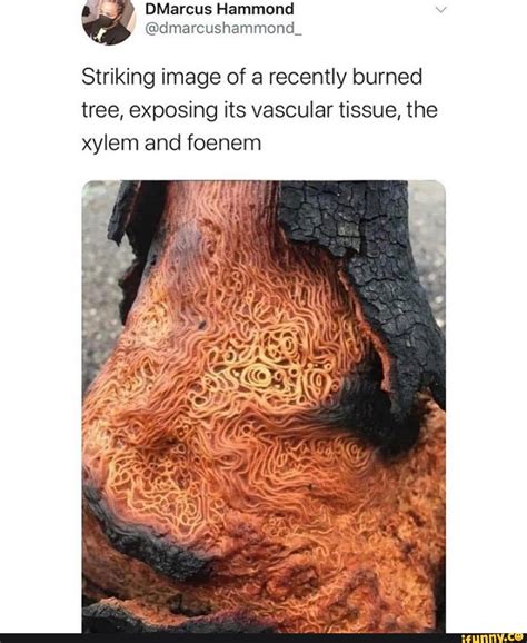 Striking Image Of A Recently Burned Tree Exposing Its