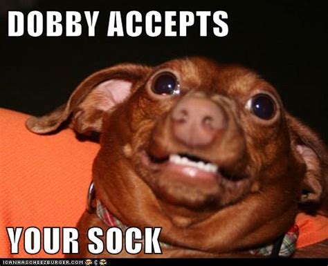 Dobby Accepts Your Sock Cheezburger Funny Memes Funny Pictures