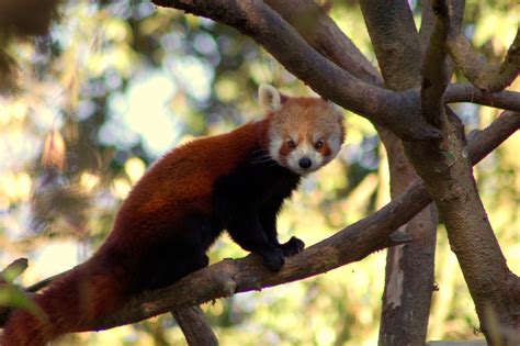 Red Panda Holiday To Nepal Trip Report Royle Safaris 2 Mammal