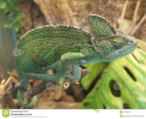 Green Chameleon Stock Image Image Of Animal Colorful 17935543