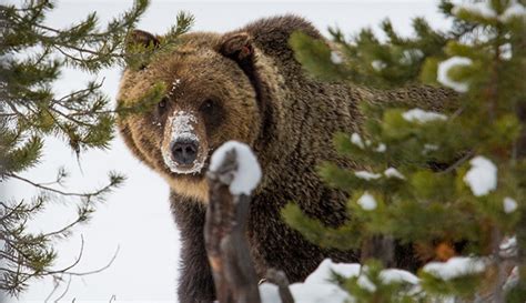 Yellowstones First Grizzly Bear Sighting Of 2022 Laptrinhx News