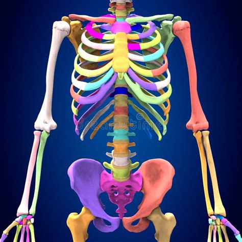 3d Rendered Medically Accurate Illustration Of Skeleton Anatomy Stock