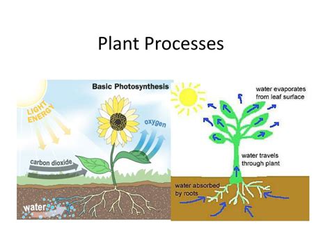 Ppt Plant Processes Powerpoint Presentation Free Download Id2164089