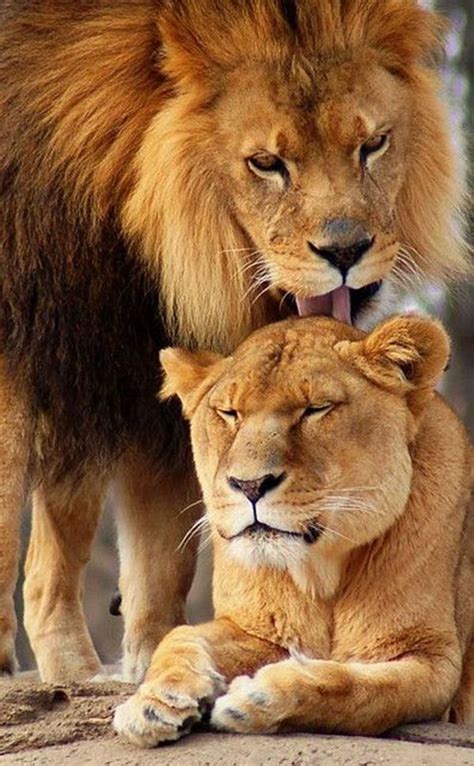 Lion And Lioness The Royal Couple At Their Best Animals Grandes
