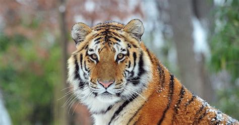 What characteristics do all animals have in common? What we know about the Bronx Zoo tiger with Covid-19, and ...