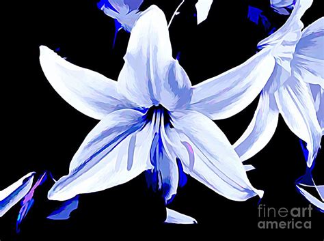 Lilies On Black Background Mixed Media By Debra Lynch