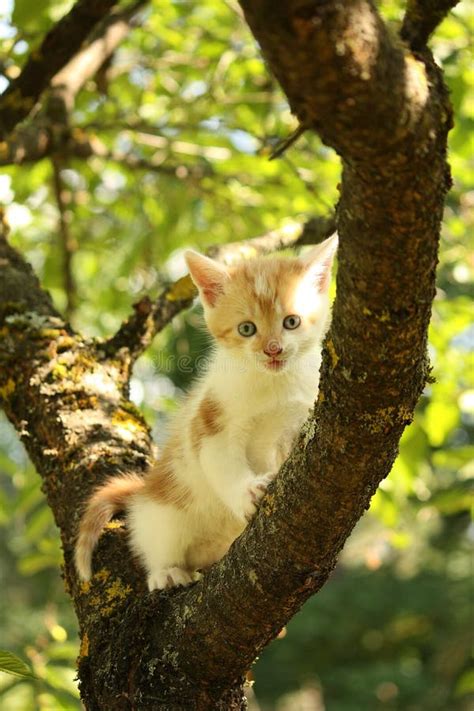 Cute Small Kitten Climbing Tree Branch In Summer Stock Photo Image Of