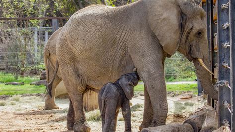Dallas Zoo Welcomes Baby Elephant Reveals Name