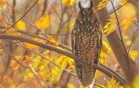 Autumn Owl Wallpapers Wallpaper Cave