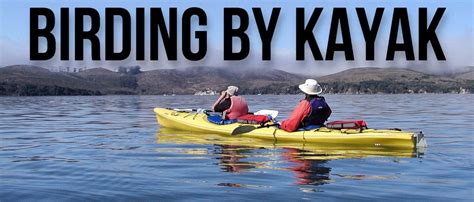 Birding By Kayak Blue Waters Kayaking Point Reyes California