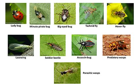 A key belief of the organic gardener is that biodiversity furthers health. Increasing beneficial insects for enhanced pollination and ...