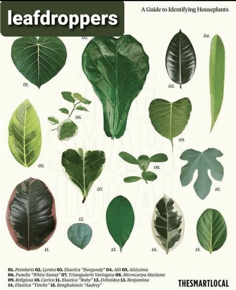 A Helpful Guide To Identify Houseplants I Came Across 10 Pics R