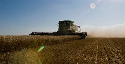 Foliar diseases seen in Oklahoma wheat as harvest nears | Oklahoma ...