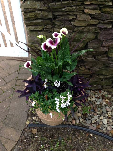 Calla Lily Outdoors G4rden Plant