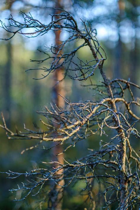 Pine Tree Growe In Sunny Summer Forest With Blur Background Stock Image