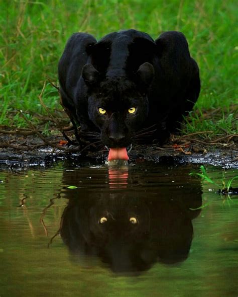 Black Panther Animals