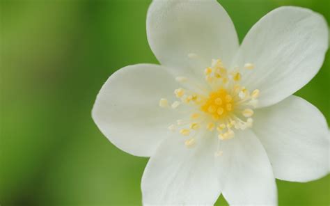 Wallpaper White Nature Green Yellow Petals Blossom Jasmine