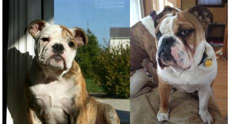 French bulldogs can have more or less, but over 5 puppies in a litter is very rare. English Bulldog Breed Info - English Bulldog Puppies for Sale | Bruiser Bulldogs