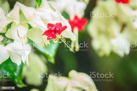 White And Red Bleedingheart Vine Flower With Green Background