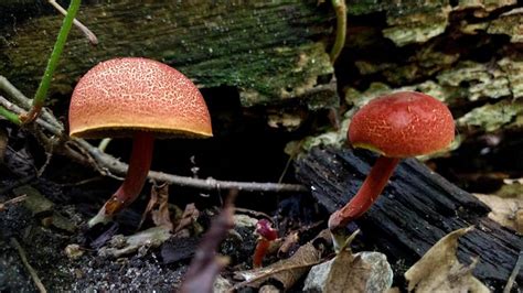 Oc Found All Over My Yard Nw Ohio Mushrooms Fungi Nature