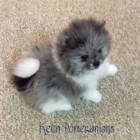 Blue Merle Pomeranian Puppies For Sale Near Me Pets Lovers