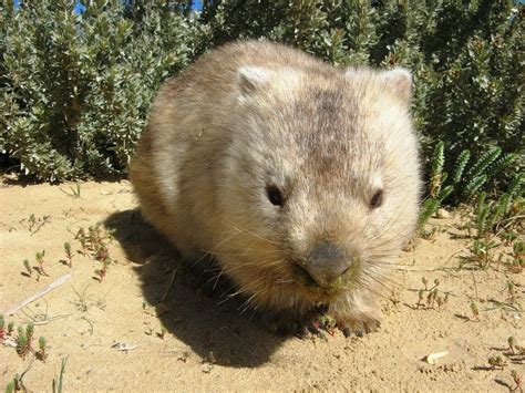 There are three extant species and they are all members of the family vombatidae. Wombat: Rund um den kompakten Beutelsäuger