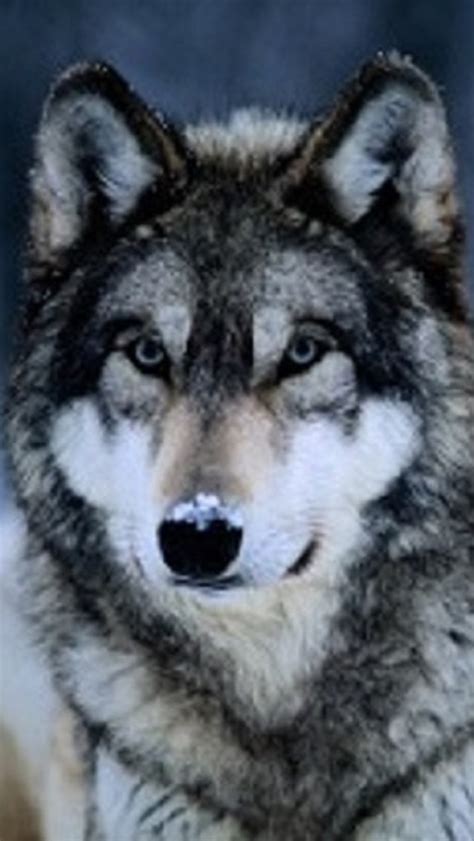 We've gathered more than 5 million images uploaded by our users and sorted them by the most popular ones. Wolf Phone Wallpaper - WallpaperSafari